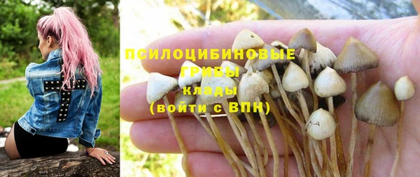 прущие грибы Богородицк